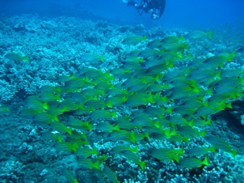 Diving around Maui